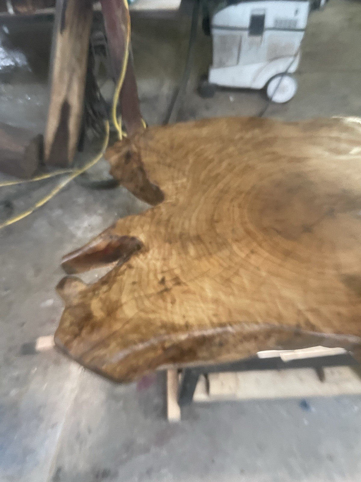 Oiled Live Edge Wood Slab Coffee Table w/ Black Metal Legs, Light Wood 42x42x28
