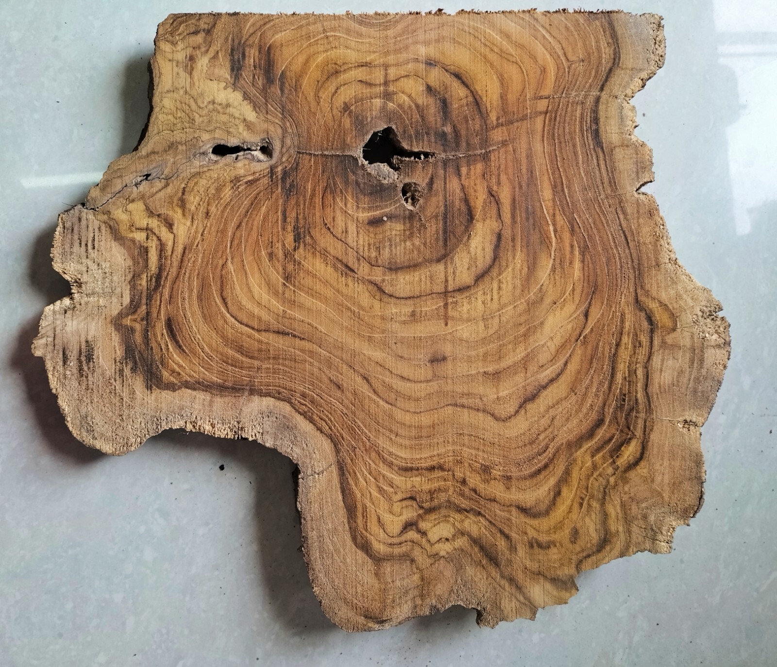 live edge slice of indian teak wood burl wood with high grains for casting craft